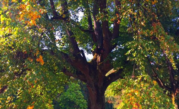 42194334 300093213911101 7718817260462145536 n