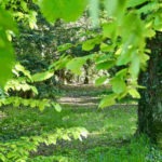  optim les feuillantinesl1032107